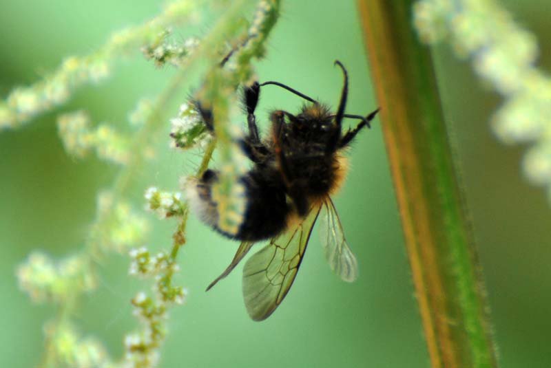 hommel