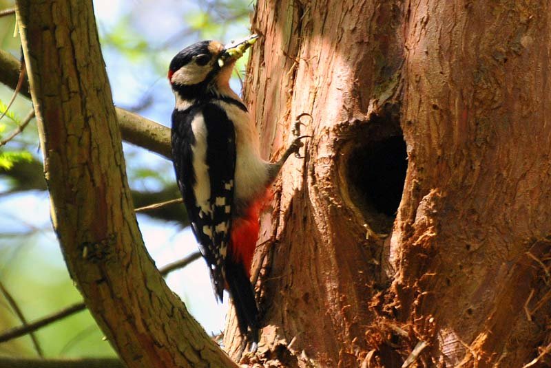 woodpeckert