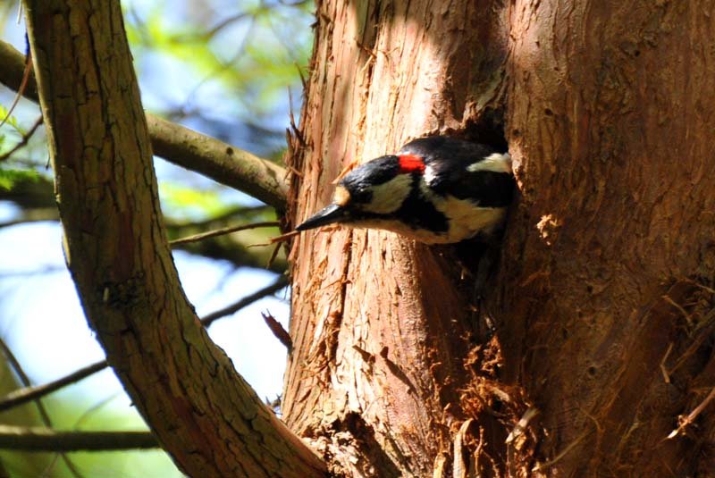 woodpeckert2