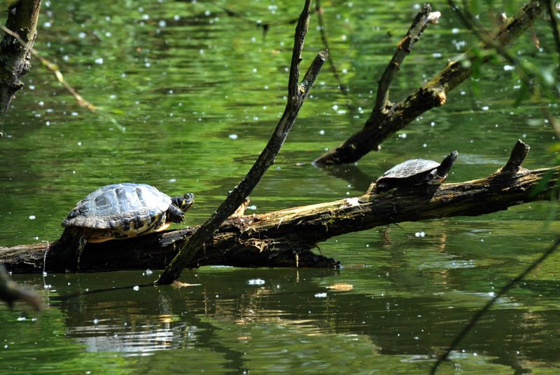 schildpadden