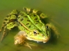 greenfrog