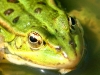 greenfrog2