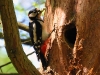 woodpeckert