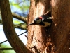 woodpeckert2